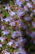 Echium acanthocarpum Svent. resmi