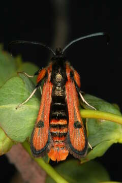 Image de Chamaesphecia anthraciformis Rambur 1832