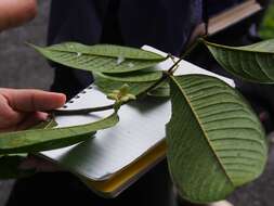 Image of Guatteria amplifolia Triana & Planch.