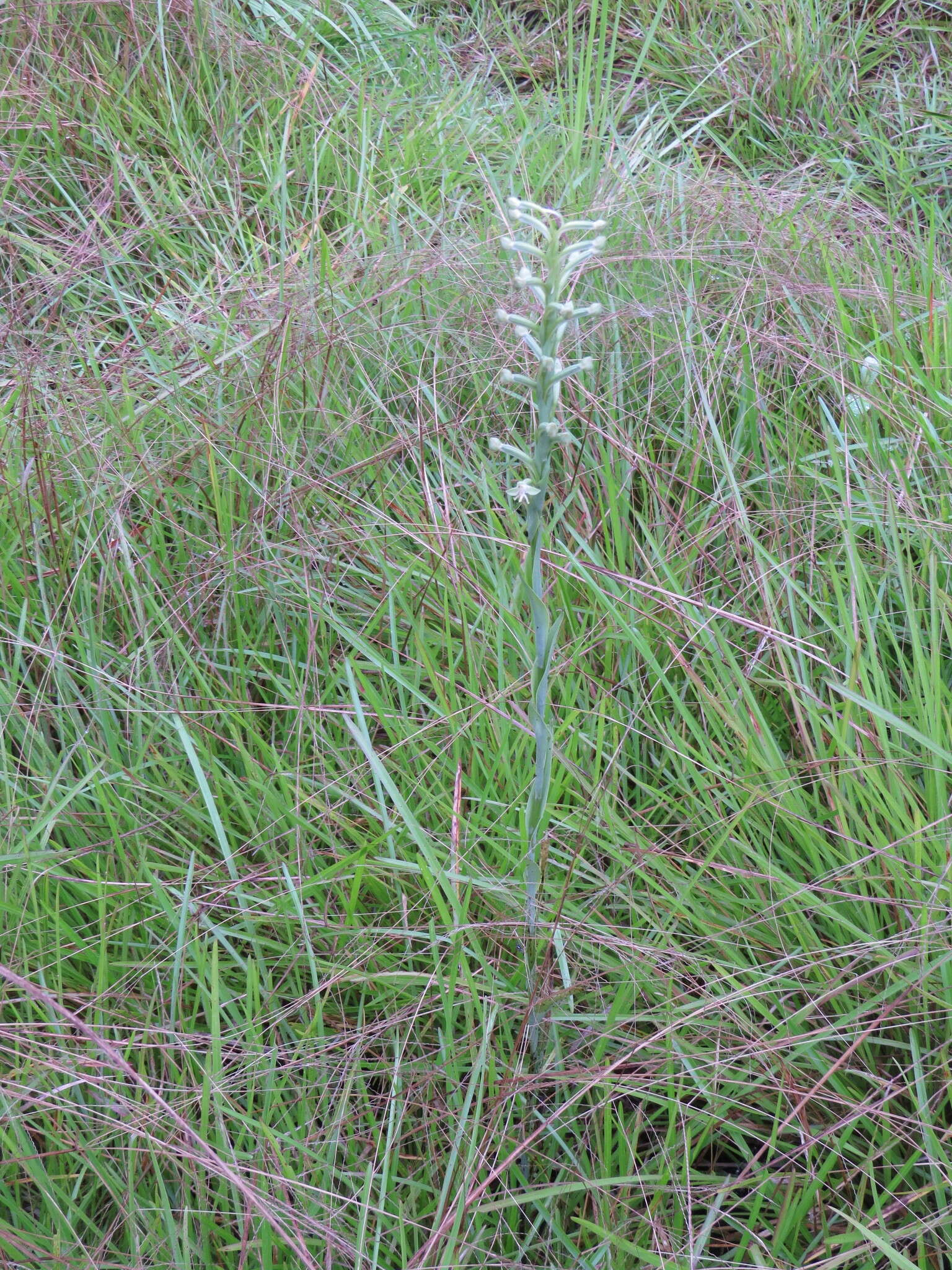 Image of Habenaria longipedicellata Hoehne