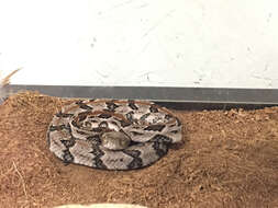 Image of Timber Rattlesnake