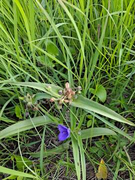 Image of Tharp's spiderwort