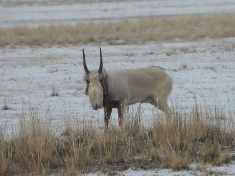 Image of Saigas