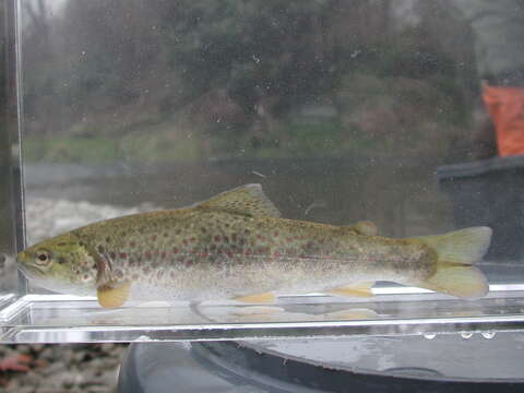 Image of Marbled trout