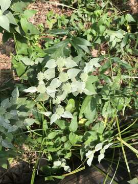 Image of Clustered Mountain-Mint