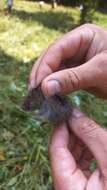 Image of Common Pine Vole