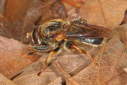 Image of Teuchocnemis lituratus (Loew 1863)