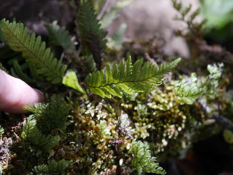 Plancia ëd Notogrammitis heterophylla (Labill.) Parris