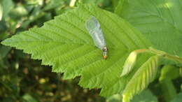 Image of scarce orange-headed lacewing