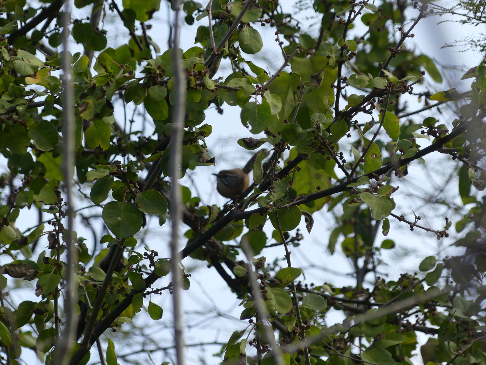 Image of Happy Wren