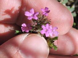 Image of pink mock vervain