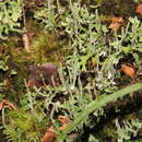 Image of Cladonia ceratophylla (Sw.) Spreng.