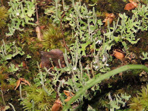 Image of Cladonia ceratophylla (Sw.) Spreng.