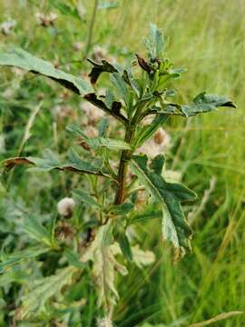 Imagem de Puccinia punctiformis (F. Strauss) Röhl. 1813