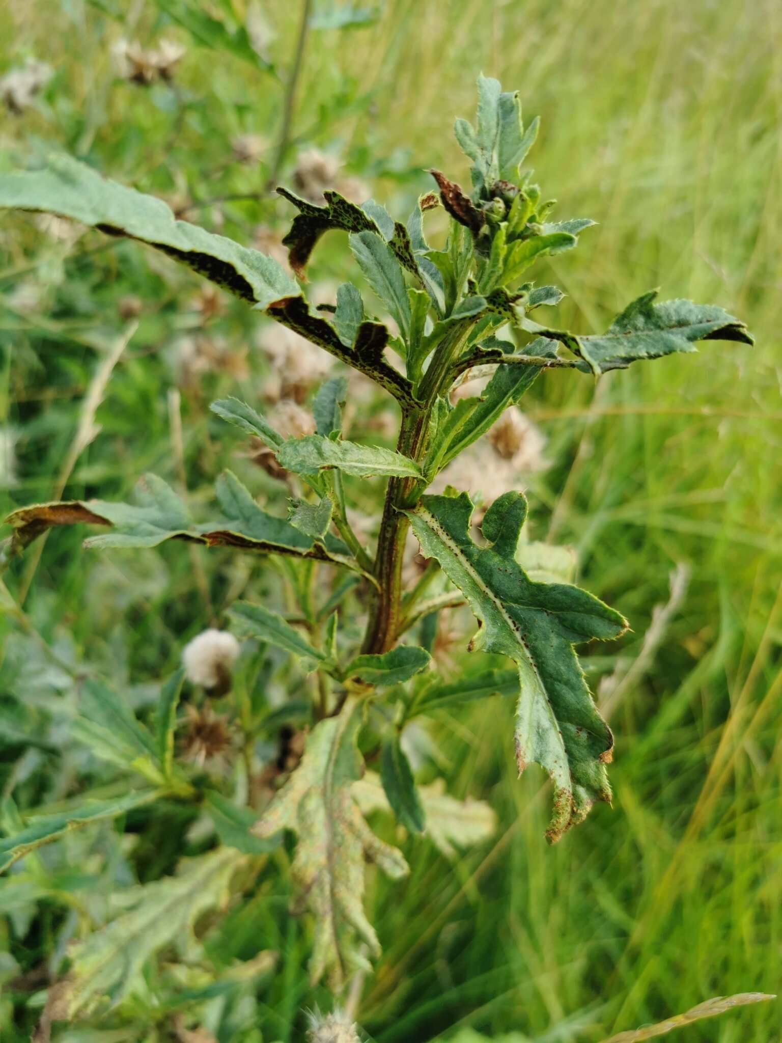 Imagem de Puccinia punctiformis (F. Strauss) Röhl. 1813