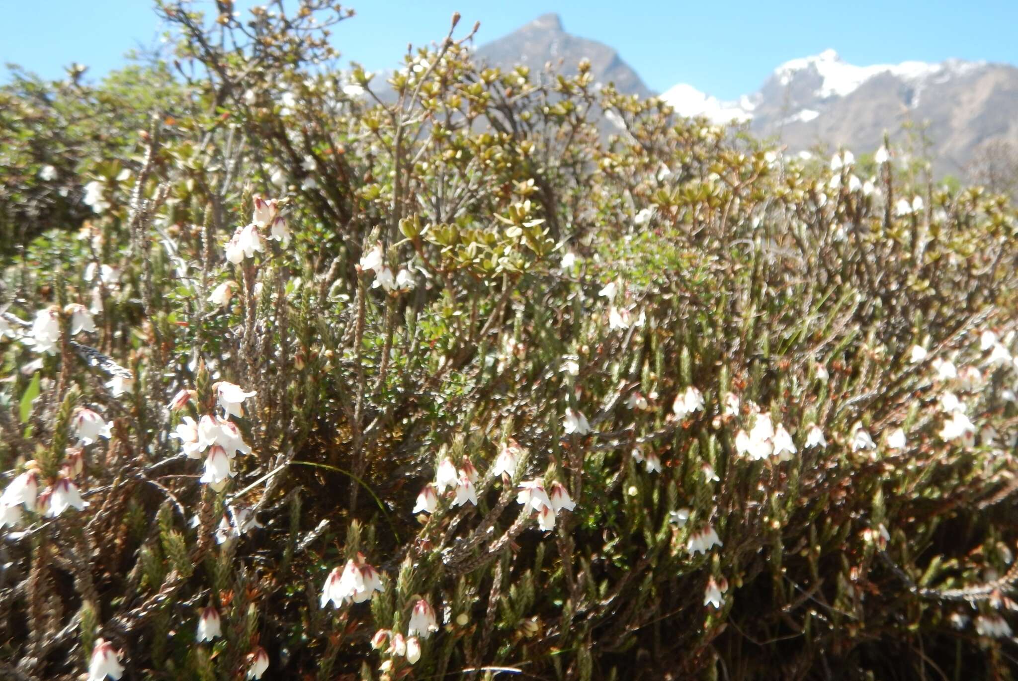 Imagem de Cassiope fastigiata (Wall.) D. Don