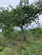 Image of Ceiba chodatii (Hassl.) P. Ravenna