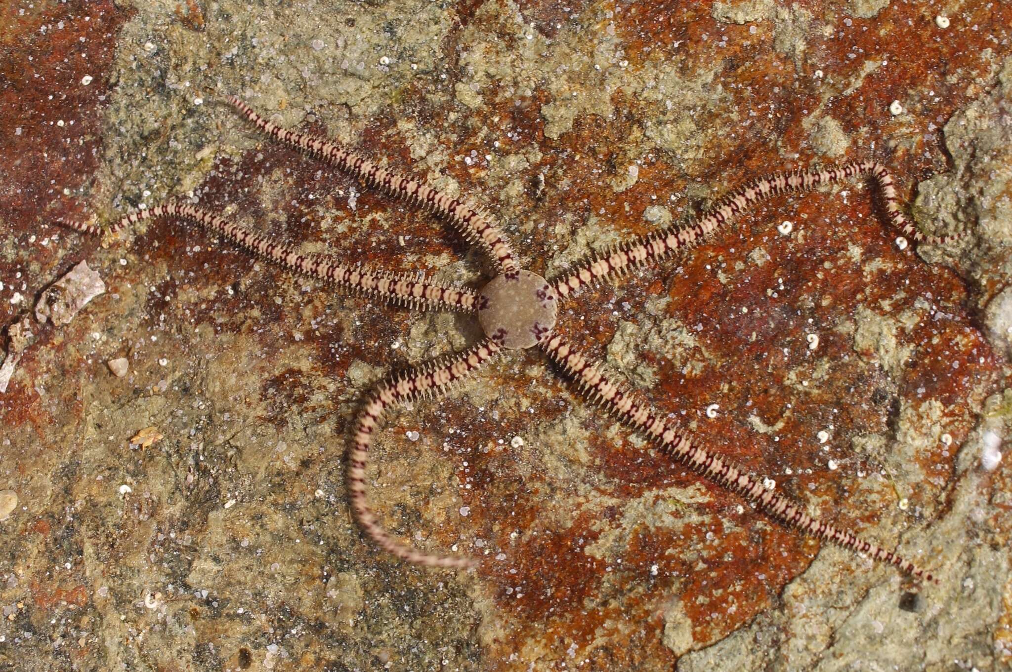 Image of Ophionereis fasciata Hutton 1872