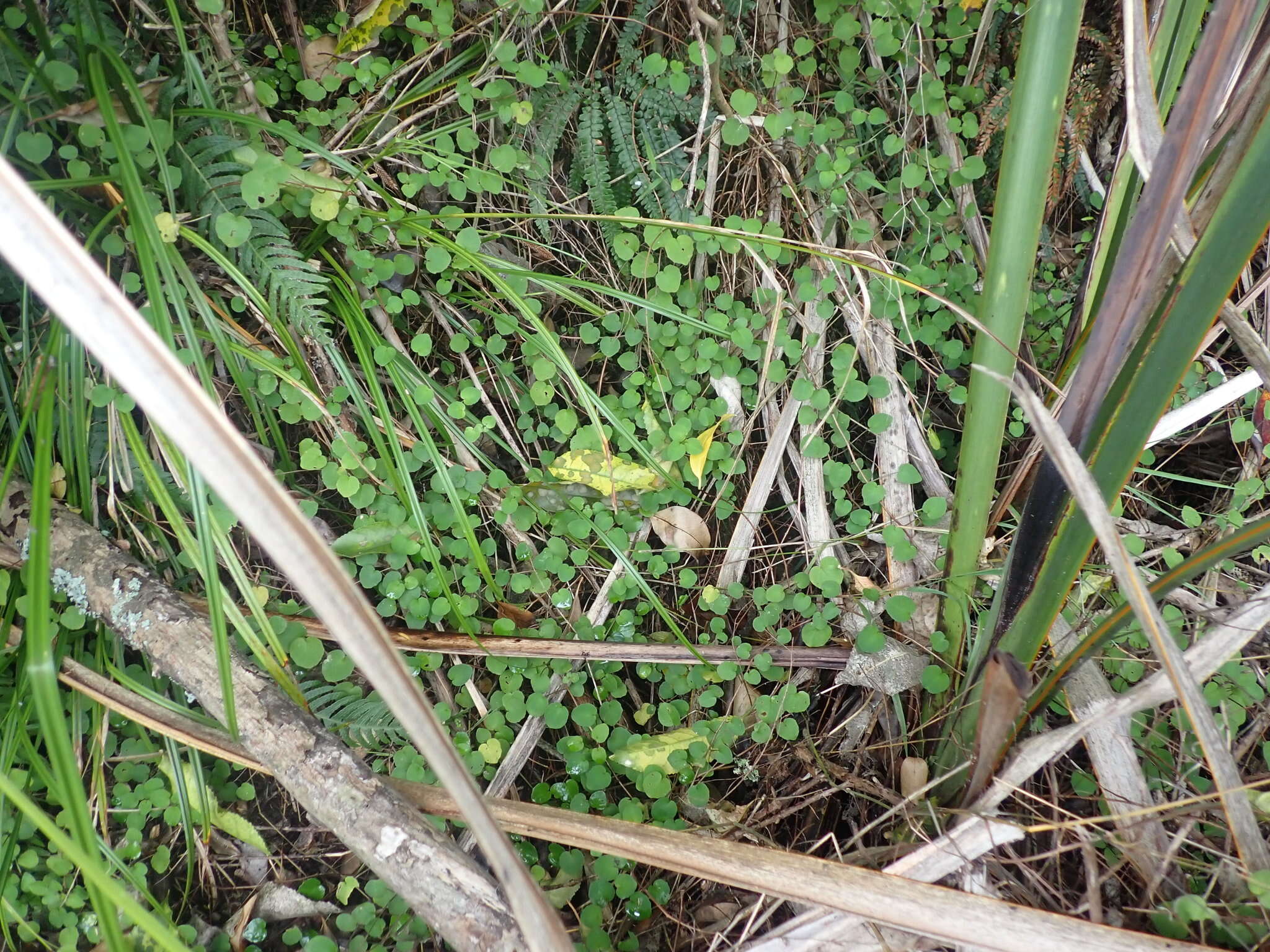 Image of creeping fuchsia