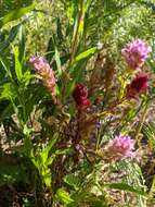 Image of mountain owl's-clover