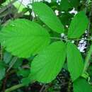 Rubus diversus W. C. R. Watson resmi