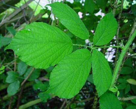 صورة Rubus diversus W. C. R. Watson