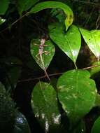 Image of Hispaniolan hopping anole