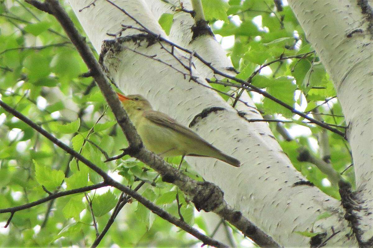 Image of Icterine Warbler