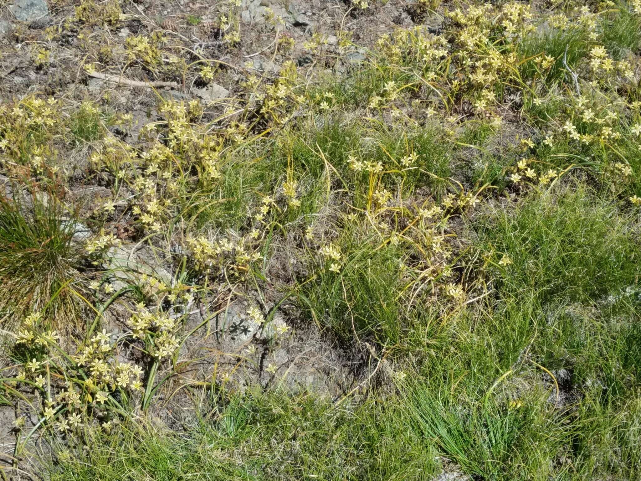 Sivun Triteleia ixioides subsp. anilina (Greene) L. W. Lenz kuva