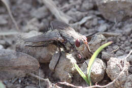 صورة Microphthalma europaea Egger 1860