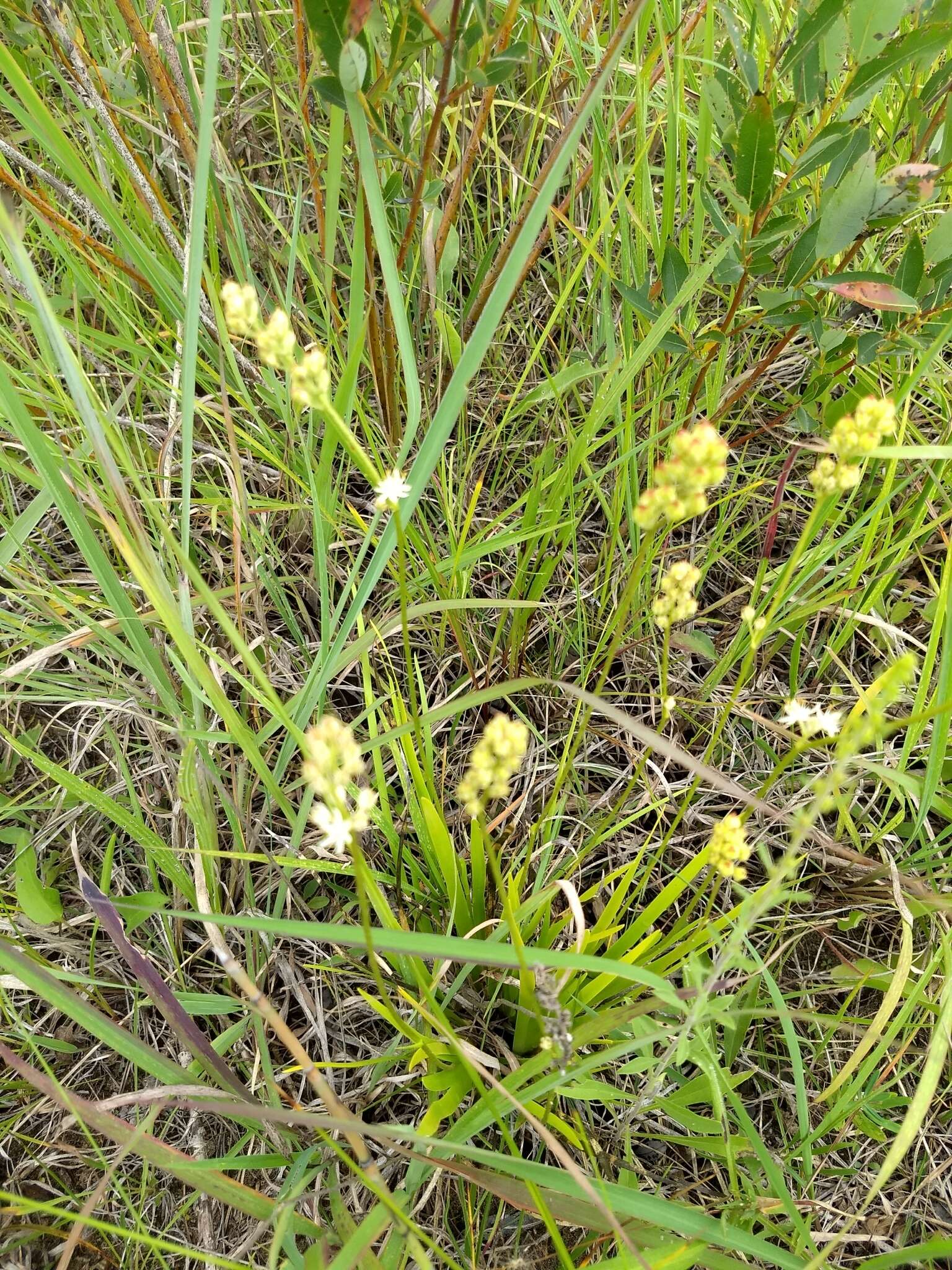 Image of sticky tofieldia