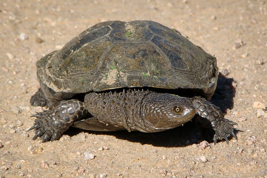 Image of Black Spiny-necked Swamp Turtle