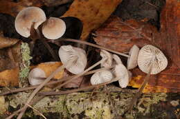 Image of Mycena filopes (Bull.) P. Kumm. 1871