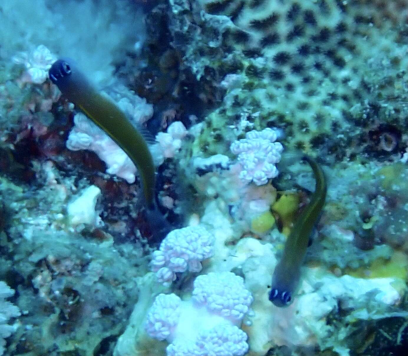 Image of Aron's Blenny