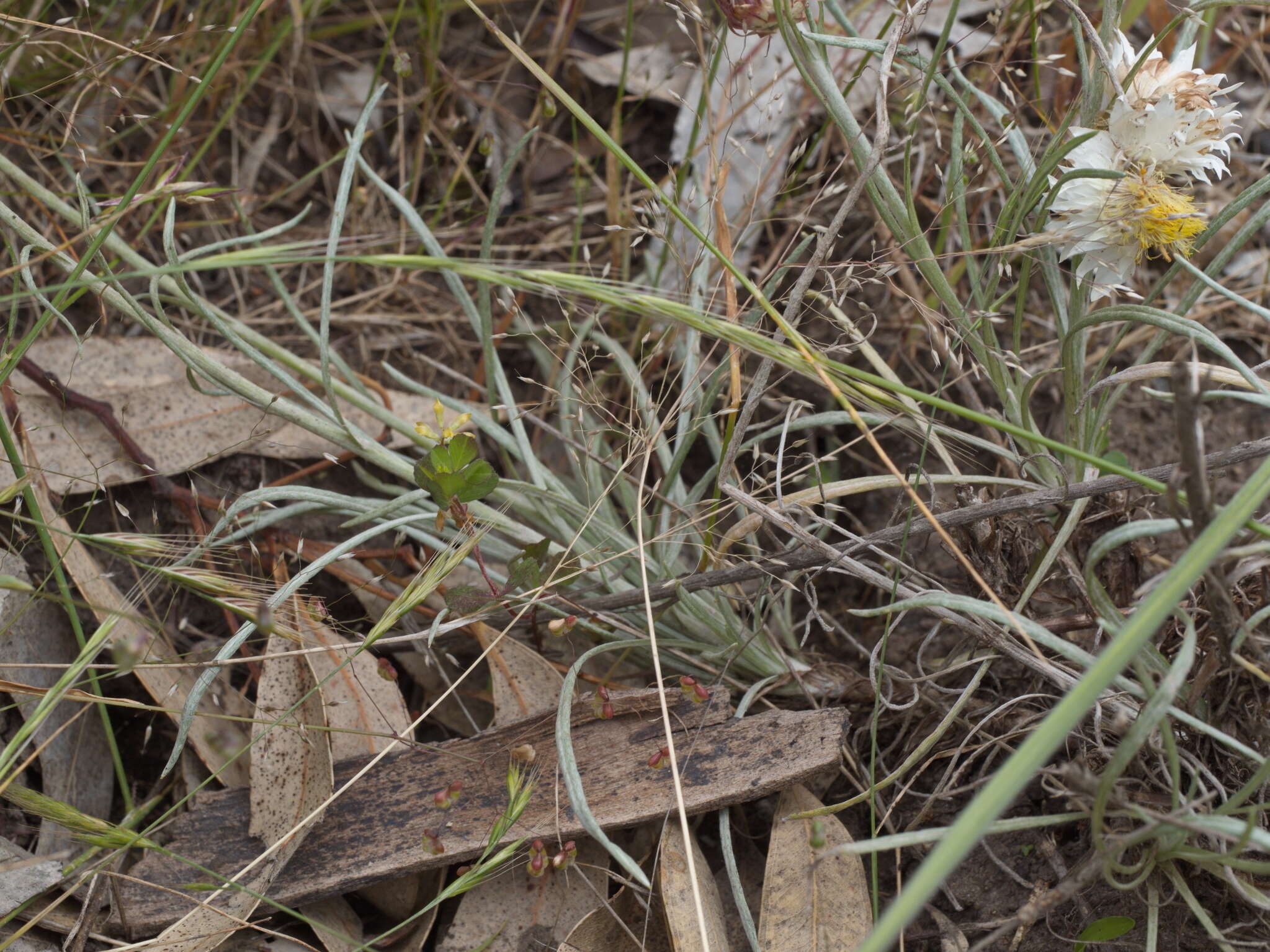 Image of Leucochrysum albicans subsp. tricolor (DC.) N. G. Walsh