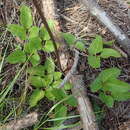 Image de Knowltonia cordata H. Rasmussen