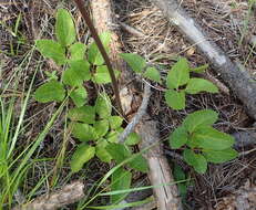 Image de Knowltonia cordata H. Rasmussen