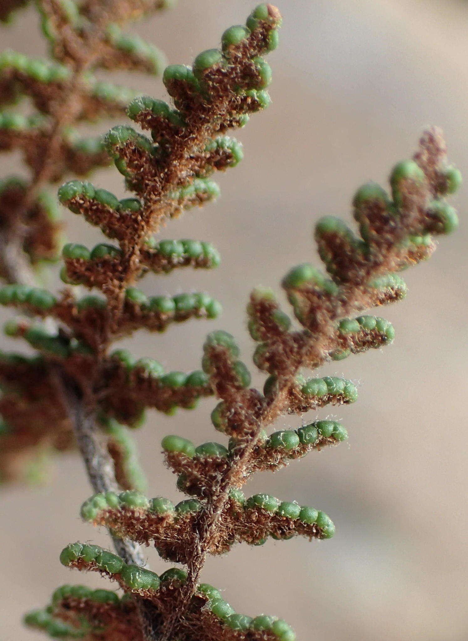 Sivun Cheilanthes induta Kunze kuva