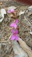 Image of Stylidium hirsutum R. Br.