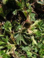 Image of spring cinquefoil