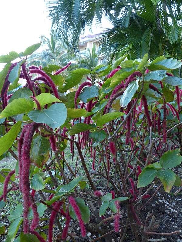 Image of chenille plant