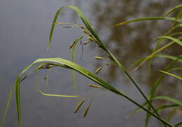 Image of Carex tuminensis Kom.