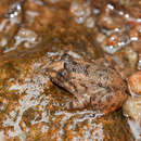 Image of Nyctibatrachus sanctipalustris Rao 1920