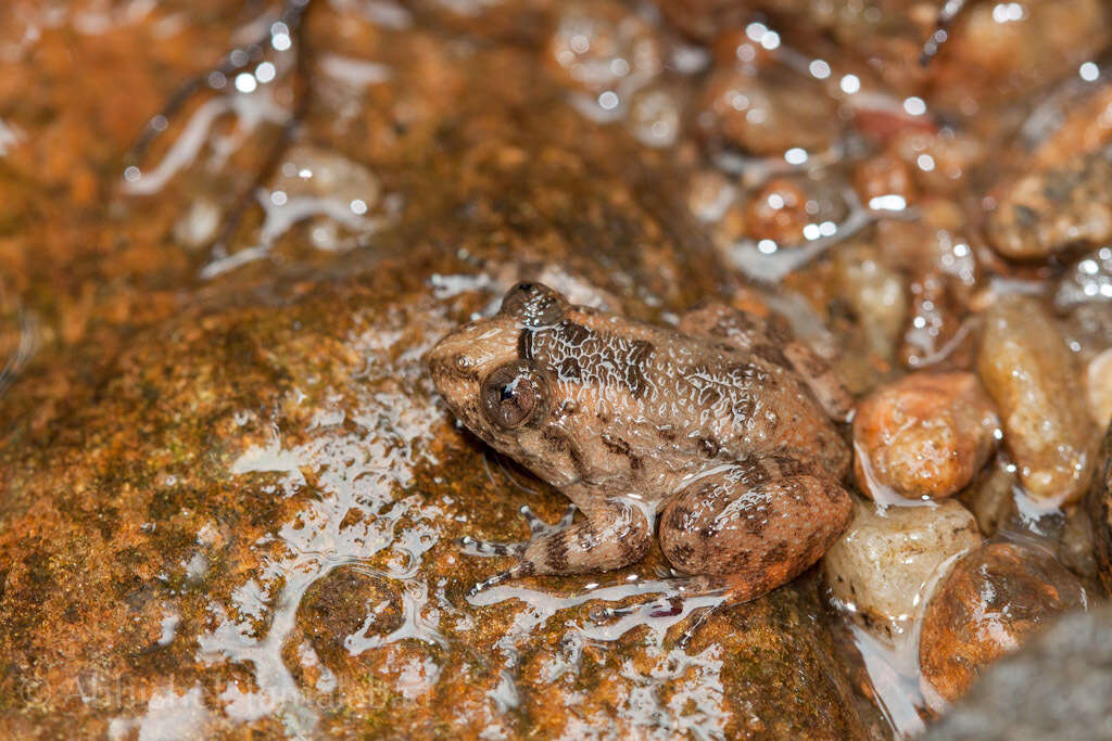 Plancia ëd Nyctibatrachus sanctipalustris Rao 1920