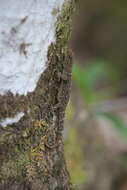 Image of Litter Gecko