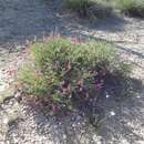 صورة Hedysarum boveanum subsp. europaeum Guitt. & Kerguelen