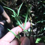 Imagem de Dendrobium falconeri Hook.