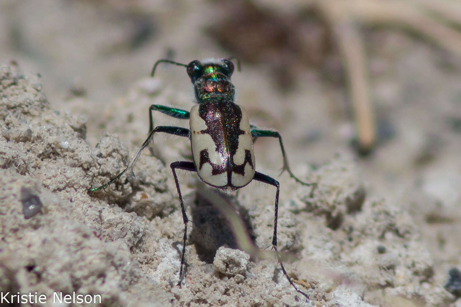 Image of Cicindela (Cicindela) parowana platti Cazier 1937