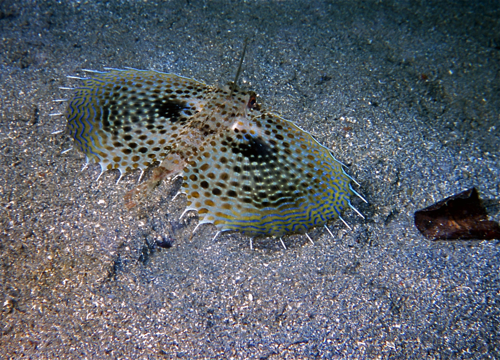 Dactyloptena macracantha