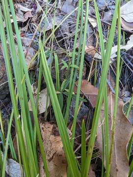 Image of Cyperus laevis R. Br.